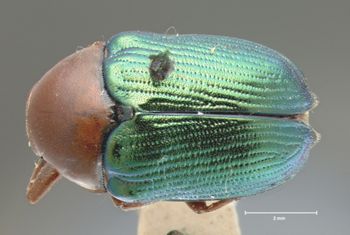 Media type: image; Entomology 9301   Aspect: habitus dorsal view